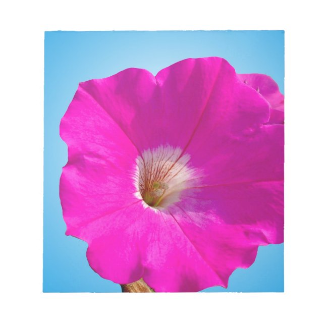 Bloco De Notas flor rosa de petúnia em fundo azul. (Frente)