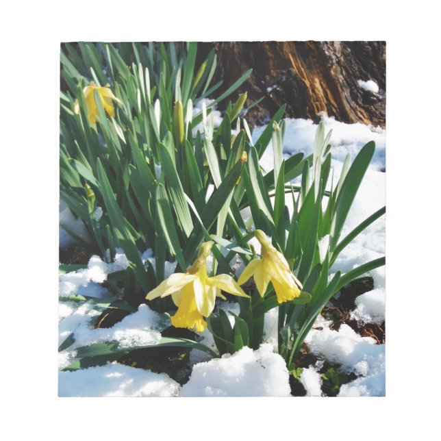 Bloco De Notas Flores amarelas Daffodils na neve (Frente)