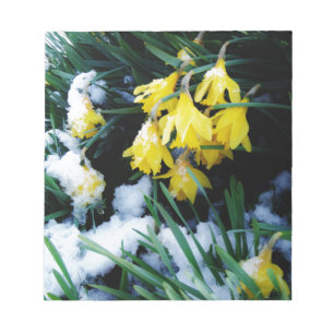 Bloco De Notas Flores amarelas dos Daffodils na neve