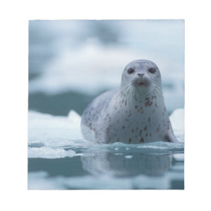 Bloco De Notas foca-comum-do-pacífico, Phoca vitulina richardsi