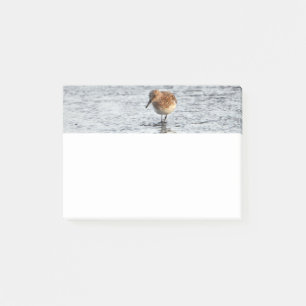 Bloco De Notas Folha de Fotos do Pássaro Sandpiper 4x3 Notas de P