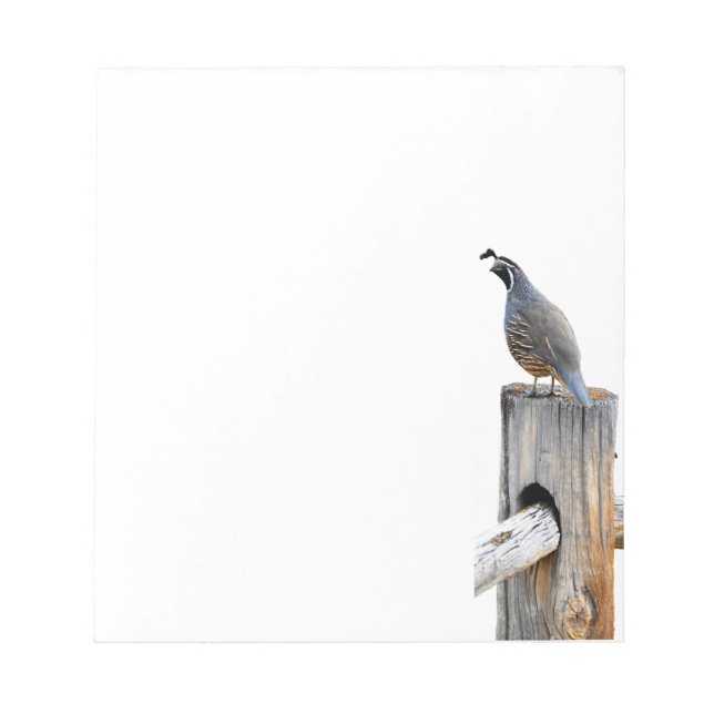 Bloco De Notas Folheto de Nota de Foto do Vale Quail (Frente)