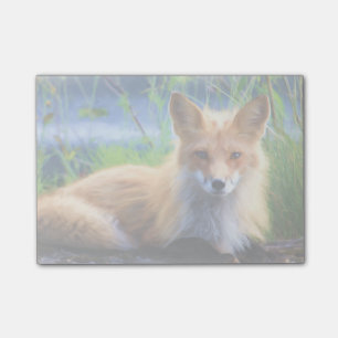 Bloco De Notas Fox Vermelha Lay na Imagem de Grass Wildlife