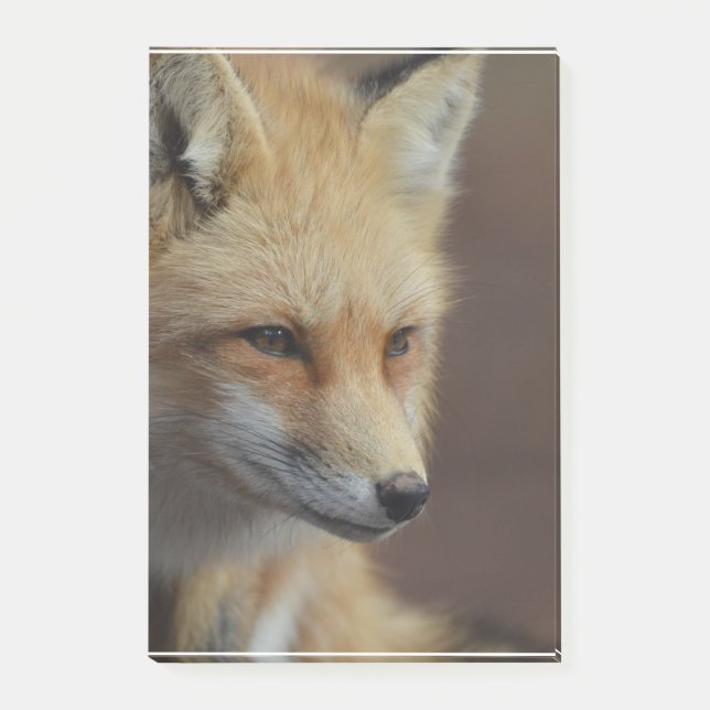 Bloco De Notas Fox vermelho bonito (Frente)