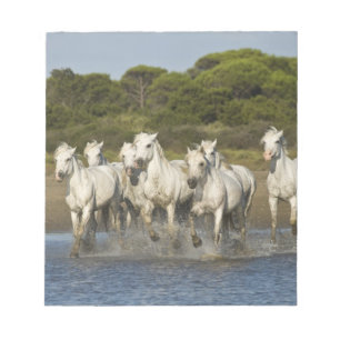 Bloco De Notas França, Camargue. Cavalos atravessam o estuário 3