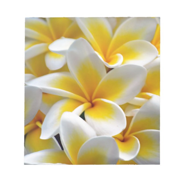 Bloco De Notas Frangipani Plumeria Flower Photo (Frente)