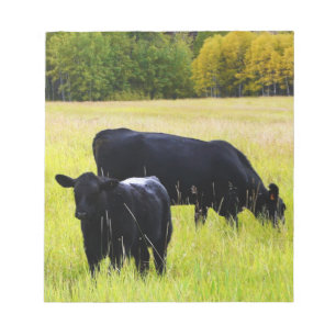 Bloco De Notas Gado preto de Angus que pasta no campo de grama