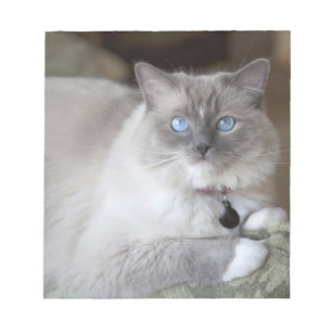 Bloco De Notas Gata Ragdoll fêmea