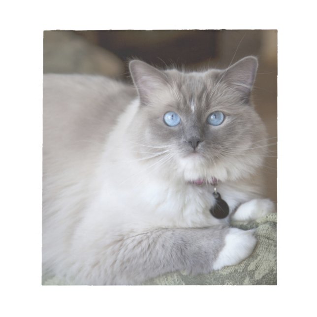 Bloco De Notas Gata Ragdoll fêmea (Frente)