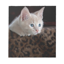 Bloco De Notas Gatinho Creme com Olhos Azuis Lindos