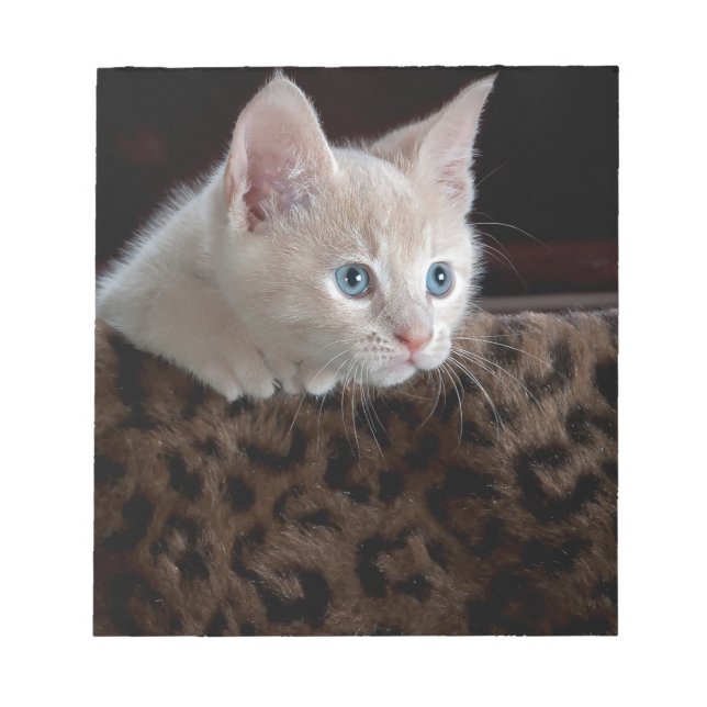 Bloco De Notas Gatinho Creme com Olhos Azuis Lindos (Frente)