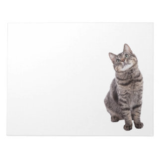Bloco De Notas Gato Tabby Fofo