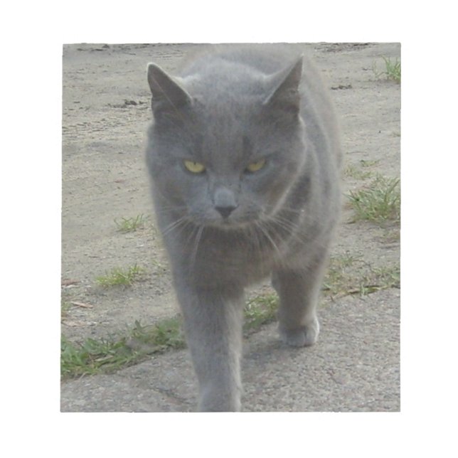 Bloco De Notas Gatos (Frente)