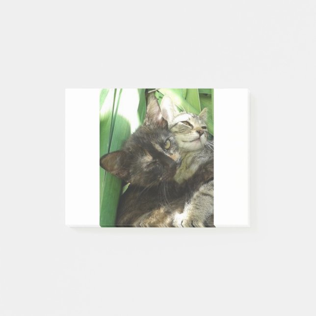 Bloco De Notas Gatos fofos se aconchegando (Frente)