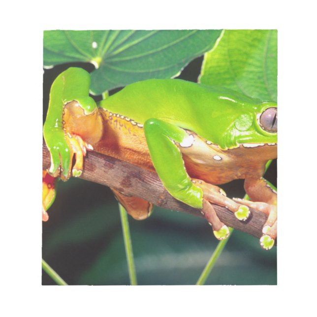 Bloco De Notas Giant Bicolor Monkey Treefrog, Phyllomedusa (Frente)