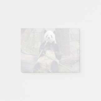 Bloco De Notas Gigante Panda Tian Tian no Zoo Nacional