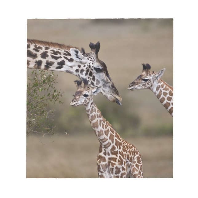 Bloco De Notas Girafa Masai (Giraffa tippelskirchi) (Frente)