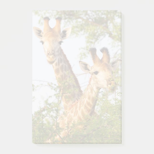 Bloco De Notas Girafas Espiando Acima da Vegetação (Frente)