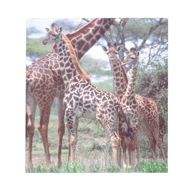 Bloco De Notas Giraffe Group ou Herd w/ Young, Giraffa (Frente)