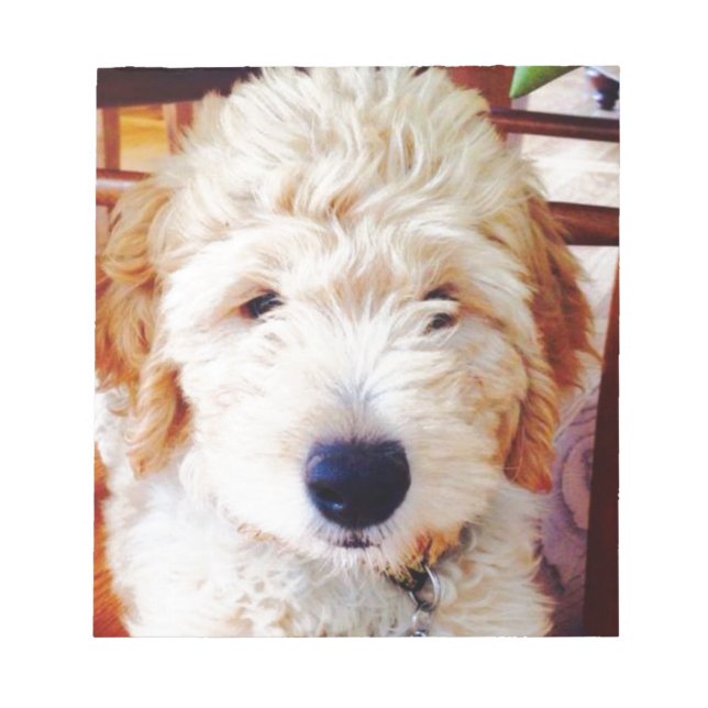 Bloco De Notas Goldendoodle Puppy (Frente)