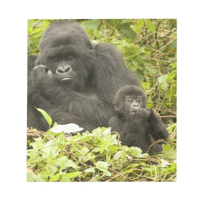 Bloco De Notas Gorila-da-montanha, Gorilla beringei (anteriorment (Frente)