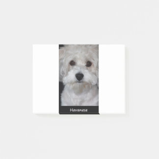 Bloco De Notas Havanese