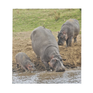 Bloco De Notas Hipopótamo, Hippopotamus amphibius, Serengeti