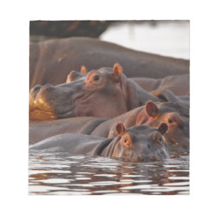 Bloco De Notas Hippopotamus, Hippopotamus amphibius, Lago