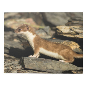 Bloco De Notas Hunting Weasel