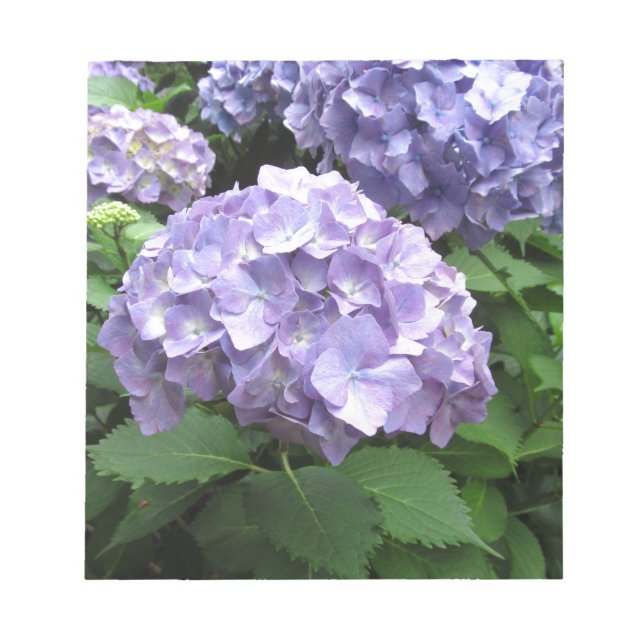 Bloco De Notas Hydrangeas no Jardim Trebah, Cornwall (Frente)