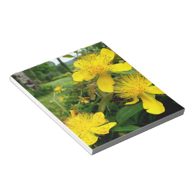 Bloco De Notas Hypericum calycinum (Inclinado)