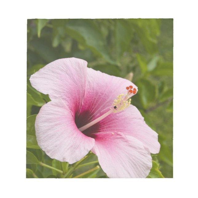 Bloco De Notas Ilhas Cook, Atiu. Flor de hibisco. (Frente)