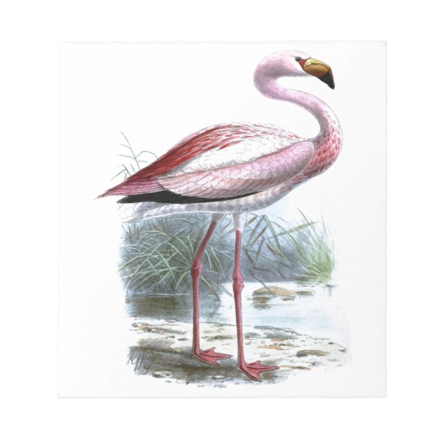 Bloco De Notas Ilustração de Puna Flamingo Vintage (Frente)