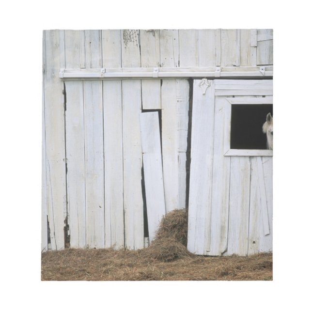 Bloco De Notas Janela do Pano do Cavalo (Frente)