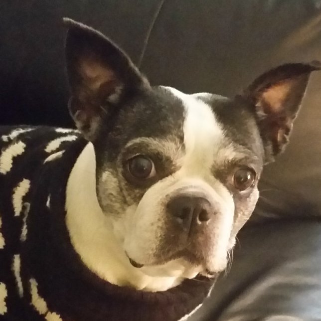 Bloco De Notas Jesus Me Siga No Bloco De Notas, Natal, Presentes, (Criador carregado)