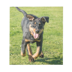 Bloco De Notas Jovem e feliz cão-ovelha Beauceron correndo na gr