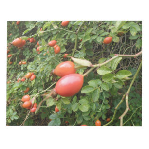 Bloco De Notas Juicy Red Rose Hips Notepad