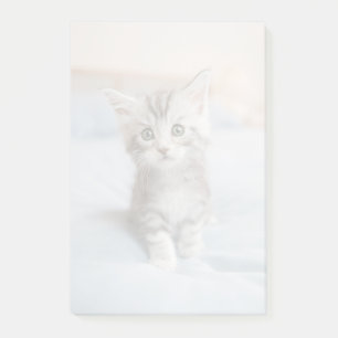 Bloco De Notas Kitten de Maine Coon
