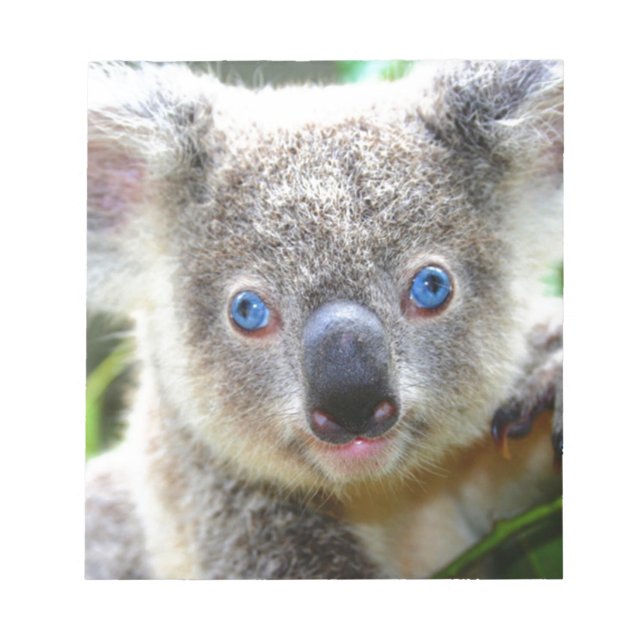 Bloco De Notas Koala Bears (Frente)