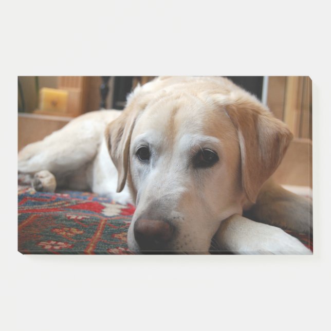 Bloco De Notas Labrador Amarelo Deitado (Frente)