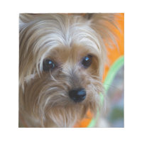 Lady Yorkshire Terrier Puppy