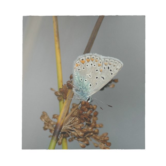 Bloco De Notas Laranja Branco Azul com Borboleta Preta (Frente)