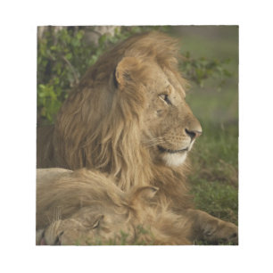 Bloco De Notas Leão, Panthera leo, Lower Mara, Masai Mara GR,