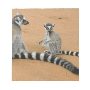 Bloco De Notas Lêmures-de-cauda-anelada, (Lemur catta), Berenty