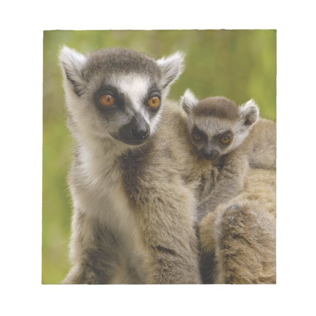 Bloco De Notas Lêmures-de-cauda-anelada (Lemur catta) Mãe e bebê. (Frente)