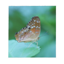 Linda Borboleta Danaus Plexippus na Folha.