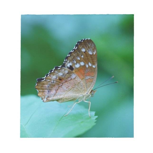 Bloco De Notas Linda Borboleta Danaus Plexippus na Folha. (Frente)