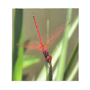 Bloco De Notas Linda pintura acrílica do Firecracker Dragonfly
