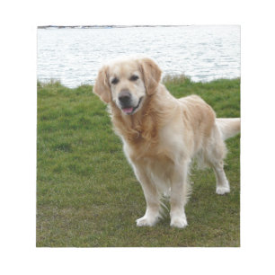 Bloco De Notas Lindo Cão Retriever Dourado em Pé