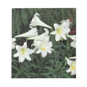 Bloco De Notas Lírio-de-Natal (Lilium regale)